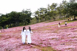 Không tổ chức mùa hội cỏ hồng Langbiang năm 2020