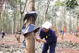 Công ty 72 thi thợ giỏi khai thác mủ cao su