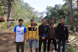 Liên tục xảy ra những vụ phá rừng trái phép ở Lâm Đồng