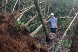 Tan giấc mơ... keo!