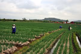 3 nhóm đối tượng được miễn thuế sử dụng đất nông nghiệp năm 2020