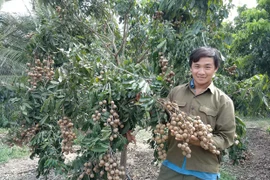 Nông dân An Thành thu nhập khá từ nhãn trái vụ