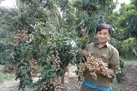 Nông dân An Thành thu nhập khá từ nhãn trái vụ
