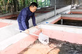 Nam Định: Bỏ phố về quê nuôi lươn không bùn dày đặc trong bể xi măng, cứ bán 1 bể lươn lời 40 triệu