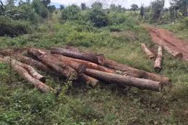 Chư Pưh: Liên tiếp phát hiện 2 vụ tàng trữ lâm sản trái phép