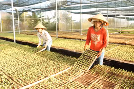 Gia Lai: Tạo đột phá phát triển kinh tế tập thể