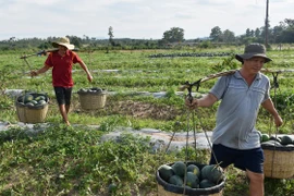 Người trồng dưa hấu ở Chư Prông chịu thiệt hại kép vì mất mùa, mất giá