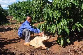 Ia Grai ngăn chặn nạn trộm cắp cà phê