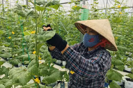 Góp ý Dự thảo Văn kiện trình Đại hội XIII: Nông dân mong muốn gì?