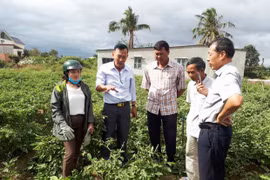 Gia Lai hỗ trợ nông dân áp dụng phương thức sản xuất an toàn