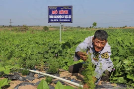 An Khê đẩy mạnh phát triển cây dược liệu