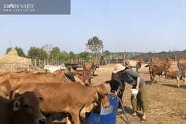 Gia Lai: Nuôi bò "khổng lồ" bán giá 50-60 triệu đồng/con, nông dân thu lãi đậm