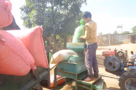 Nghịch lý: Giá cà phê xuất khẩu tăng tại sao giá cà phê trong nước lại giảm?