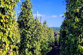 Giá hồ tiêu bất ngờ quay đầu giảm: Chỉ là tạm thời bởi nguồn cung thiếu hụt