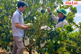 Chư Pưh định hướng xây dựng vùng chuyên canh cây ăn quả