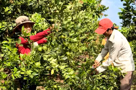 Truy xuất nguồn gốc giúp nâng cao khả năng cạnh tranh của nông sản