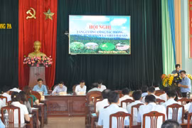 Gia Lai: Tăng cường công tác phòng-chống bệnh khảm lá mì