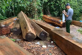 Để rừng bị phá hoại, Hạt trưởng Kiểm lâm bị kỷ luật cảnh cáo