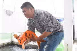 Đà Nẵng: Một ông doanh nhân nuôi 3.000 con cá được xem như "quốc ngư Nhật Bản", bắt lên con nào ai cũng xuýt xoa