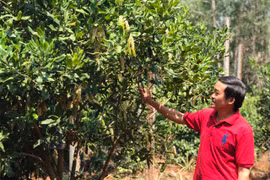 Tỷ phú nông dân trên vùng đất anh hùng