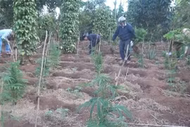 Tình trạng trồng trái phép cây cần sa diễn biến phức tạp tại Đắk Lắk