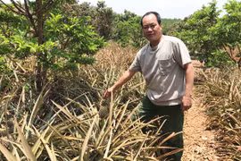 Nông dân Mang Yang cải thiện cuộc sống nhờ trồng dứa Queen