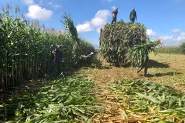 Chuyển đổi cây trồng: "Chìa khóa" nâng cao hiệu quả sản xuất