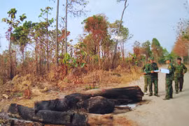 Điều tra vụ phá rừng tại xã Ia Mơr