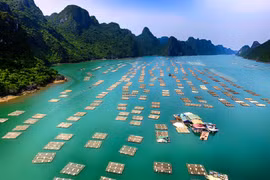 Chiêm ngưỡng vịnh Bái Tử Long đẹp như chốn bồng lai, tiên cảnh