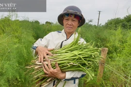 Nam Định: Trồng thứ rau lạ, trời chưa sáng đã phải dậy đi cắt mầm, nông dân này kiếm tiền triệu mỗi ngày