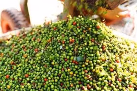 Giá tiêu trong nước biến động thất thường