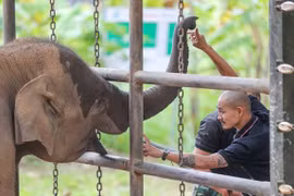 Người tự mình bảo tồn voi ở buôn Đôn