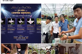 Công an Hưng Yên cảnh báo chiêu trò lừa đảo mua bán lan đột biến