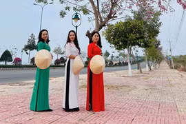 Hoa đỗ mai nở rực trên cung đường đẹp nhất Mũi Né