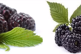 Giá trị dinh dưỡng từ những loại quả mọng quen thuộc hằng ngày