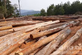 Gỗ la liệt tại điểm tận dụng lâm sản cụm công trình thuỷ lợi ở Kon Tum