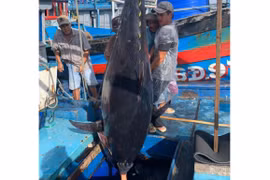 Ngư dân Hoài Nhơn câu được cá ngừ đại dương nặng 230 kg