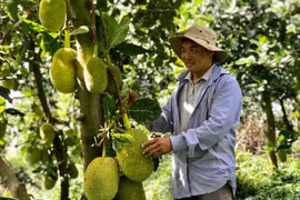 Chư Pưh hồi sinh sau khủng hoảng hồ tiêu