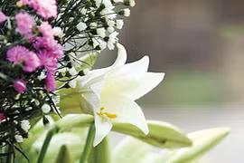 Thương lắm tháng Tư về