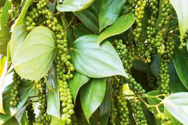 Giá tiêu hôm nay 18/4: Tiếp tục đi ngược thế giới, 2 kịch bản giá tiêu cho đến cuối năm