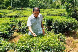 Chủ tịch tỉnh Bình Định tặng bằng khen cho 5 người giúp nông dân xóa nghèo