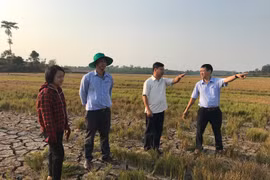 Chư Păh: 192 ha cây trồng bị thiệt hại do hạn hán