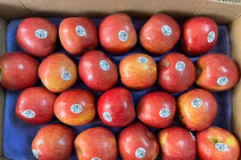 Lợi ích bất ngờ khi ăn một quả táo mỗi ngày