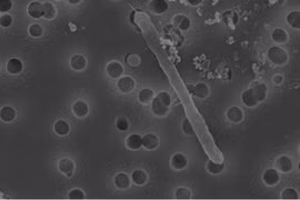 Choáng với sinh vật giữ nguyên hình dạng thời khủng long, trốn dưới mỏ vàng