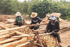 Nông dân Gia Lai gặp khó vì giá bời lời giảm mạnh