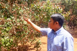 Gia Lai: Cây điều canh tác chưa bền vững