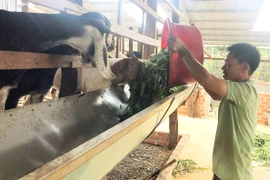 Chư Prông: Liên kết chăn nuôi dê mang lại hiệu quả