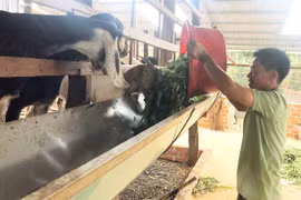 Chư Prông: Liên kết chăn nuôi dê mang lại hiệu quả