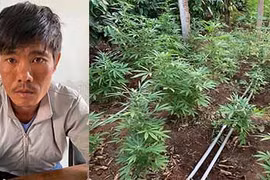 Chư Prông: Tạm giữ đối tượng trồng hơn 1.300 cây cần sa trong vườn nhà