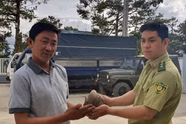 Giải cứu tê tê vàng thoát khỏi bàn nhậu